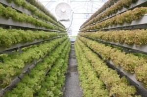 hydroponic-investments-supplies